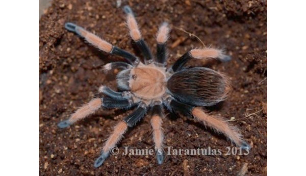 Special: Aphonopelma bicoloratum (Mexican Blood-Leg) 3/4"+ & Terrestrial Spiderling Enclosure Kit